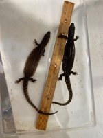 yearling earless 2.JPG