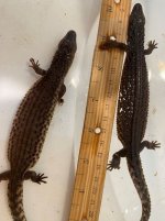 yearling earless.JPG