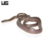 ug_western_forest_file_snake_4.jpg