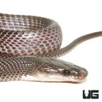 ug_western_forest_file_snake_3.jpg