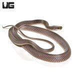 ug_western_forest_file_snake_2.jpg