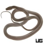 ug_western_forest_file_snake_1.jpg
