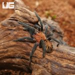 ug_Costa_Rican_Suntiger_1.jpg