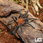 ug_Costa_Rican_Suntiger_4.jpg