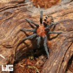 ug_Costa_Rican_Suntiger_2.jpg