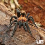 ug_Costa_Rican_Suntiger_3.jpg