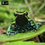 ug_Green Trivittatus Dart Frog_4.jpg