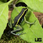 ug_Green Trivittatus Dart Frog_3.jpg