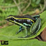 ug_Green Trivittatus Dart Frog_2.jpg