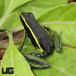 ug_Green Trivittatus Dart Frog_1.jpg