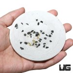ug_new_springtail_culture_4.jpg