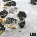 ug_new_springtail_culture_3.jpg