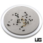 ug_new_springtail_culture_2.jpg