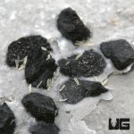ug_new_springtail_culture_1.jpg