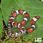 ug_Baby Scarlet Snake_4.jpg