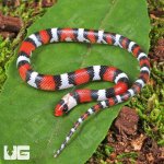ug_Baby Scarlet Snake_3.jpg