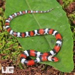 ug_Baby Scarlet Snake_2.jpg
