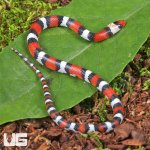 ug_Baby Scarlet Snake_1.jpg