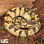 ug_Baby Super Enchi Mojave Fire Ball Python_4.jpg