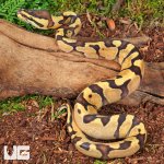 ug_Baby Super Enchi Mojave Fire Ball Python_3.jpg