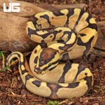 ug_Baby Super Enchi Mojave Fire Ball Python_2.jpg