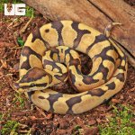 ug_Baby Super Enchi Mojave Fire Ball Python_1.jpg