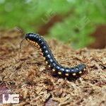 ug_Yellow_Dragon_Millipede_1.jpg