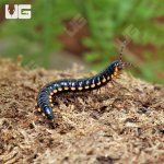 ug_Yellow_Dragon_Millipede_2.jpg