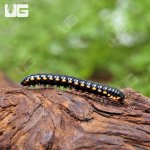 ug_Yellow_Dragon_Millipede_4.jpg