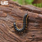 ug_Yellow_Dragon_Millipede_3.jpg