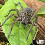ug_Giant Wetland Wolf Spider_4.jpg