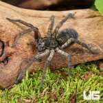ug_Giant Wetland Wolf Spider_3.jpg