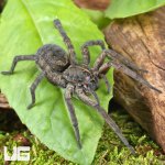 ug_Giant Wetland Wolf Spider_2.jpg