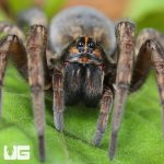 ug_Giant Wetland Wolf Spider_1.jpg