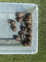 leopards2.jpg