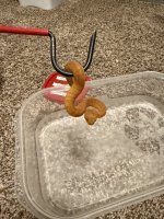 IMG_2334.jpeg