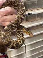 KingRatF24.jpeg