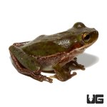 ug_squirrel_tree_frog_4.jpg