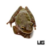ug_squirrel_tree_frog_3.jpg