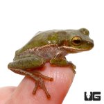 ug_squirrel_tree_frog_2.jpg