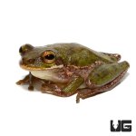 ug_squirrel_tree_frog_1.jpg