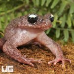 ug_Ailao_Spiny_Toad_4.jpg