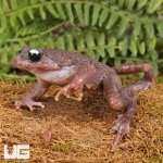 ug_Ailao_Spiny_Toad_3.jpg