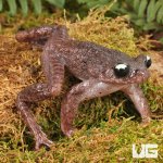 ug_Ailao_Spiny_Toad_2.jpg