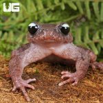 ug_Ailao_Spiny_Toad_1.jpg