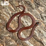 ug_Reinhardts_Snake_Eater_4.jpg