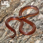 ug_Reinhardts_Snake_Eater_3.jpg