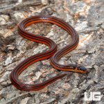ug_Reinhardts_Snake_Eater_2.jpg