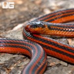 ug_Reinhardts_Snake_Eater_1.jpg