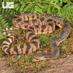 ug_2022_LA_Pine_Snake_4.jpg